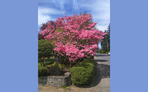 pink-flowering-dogwood-cornus-florida